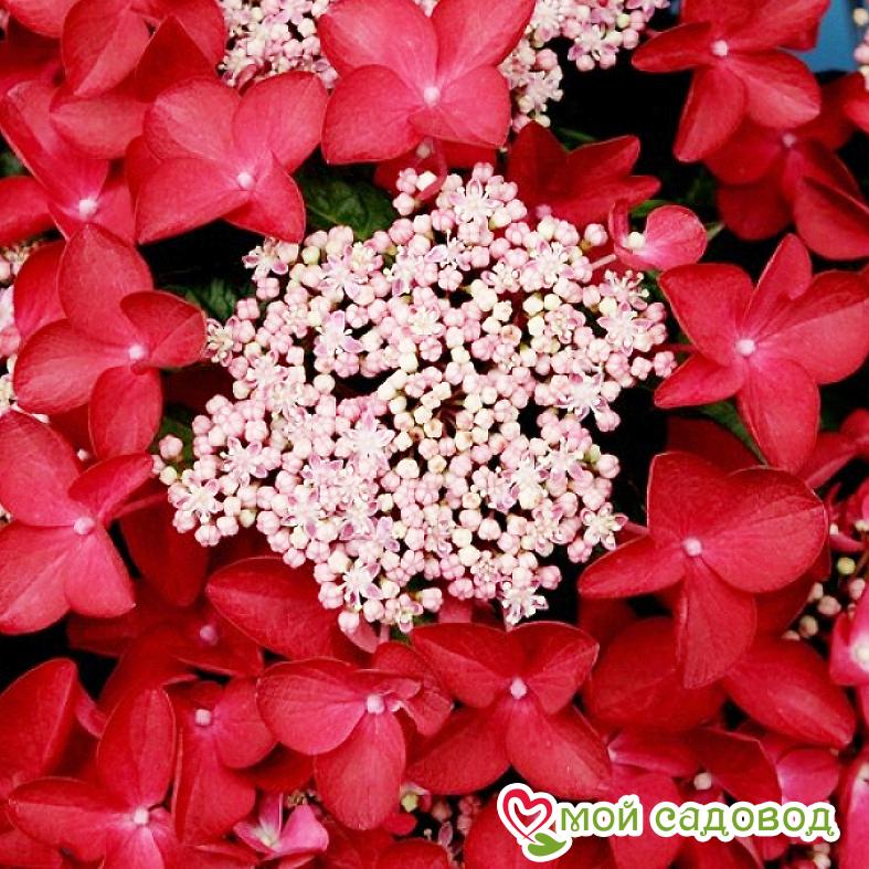 Гортензия крупнолистная Ротшванц ЗКС