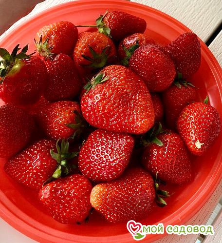 Клубника Клери (ранний сорт)