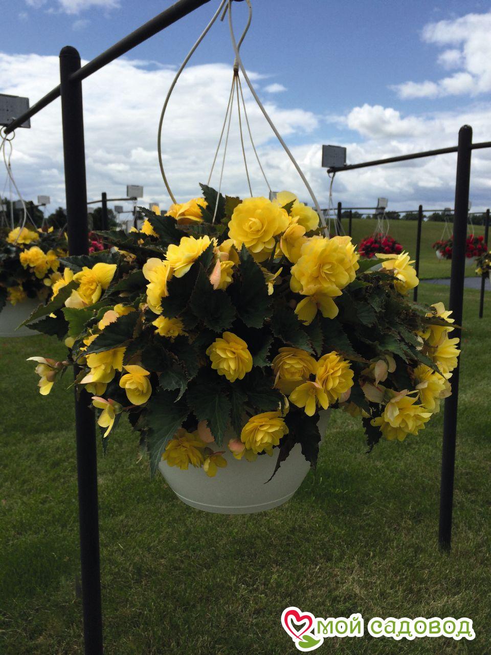 Бегония Пендула Йеллоу