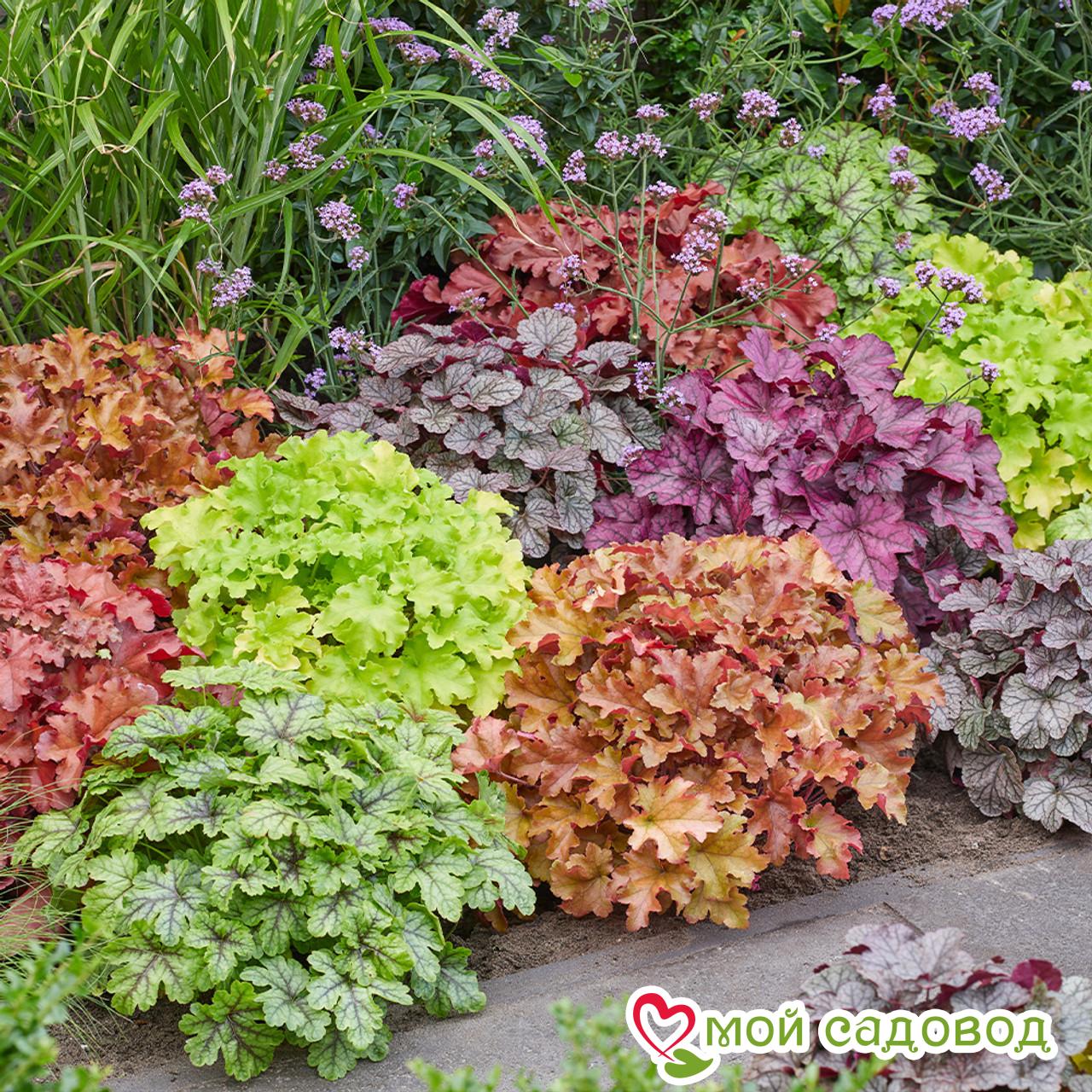 Гейхера ассорти